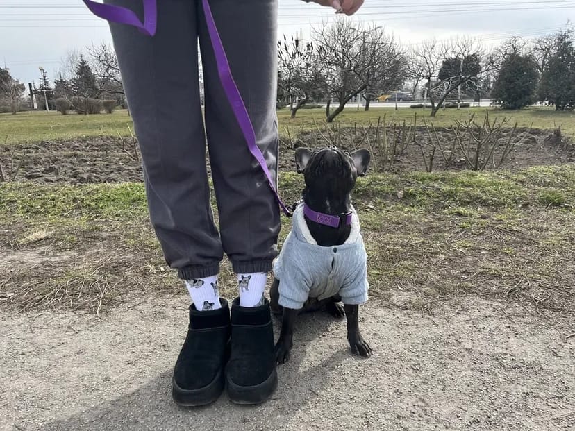 Кінолог, перетримка, дрессировка, передержка с дрессировкой, кинолог