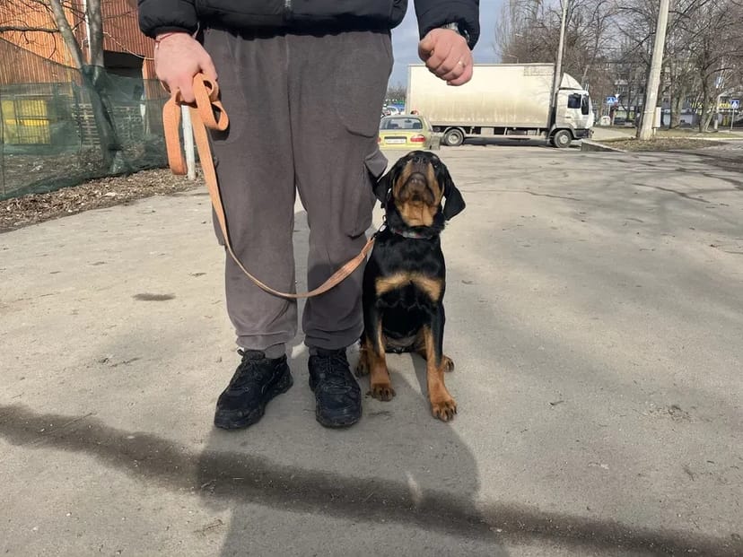 Кінолог, перетримка, дрессировка, передержка с дрессировкой, кинолог