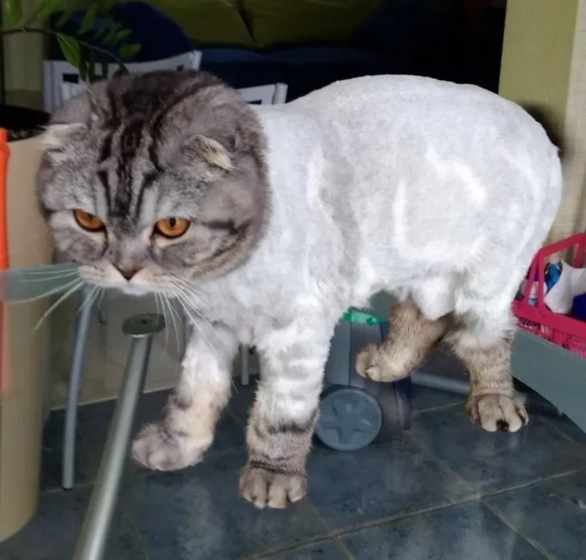 Стрижка собак та котів (виїзд на дім). Обухів, Обухівське направлення.