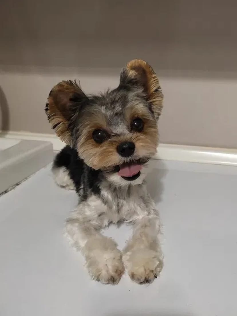 Стрижка собак та котів (виїзд на дім). Обухів, Обухівське направлення.