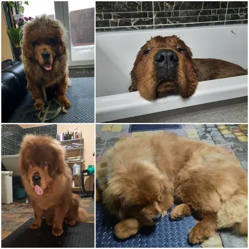 Стрижка собак,кошек,разных пород, не дорого,Борисполь и область