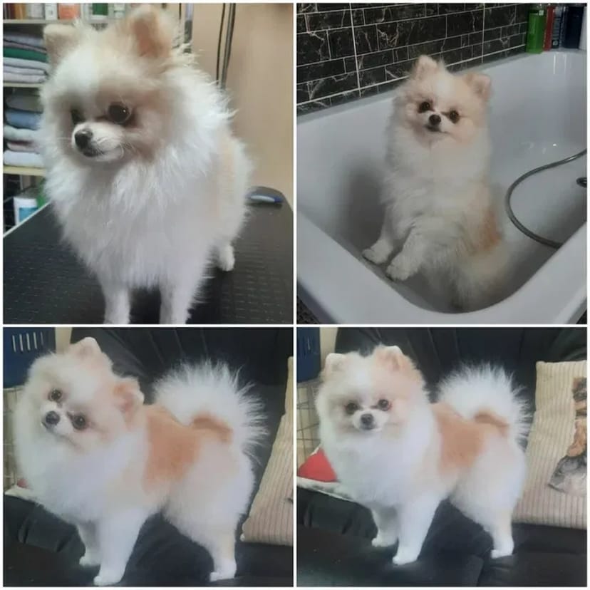 Стрижка собак,кошек,разных пород, не дорого,Борисполь и область