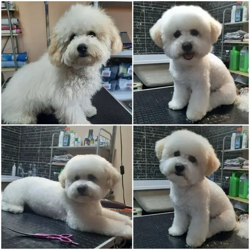 Стрижка собак,кошек,разных пород, не дорого,Борисполь и область