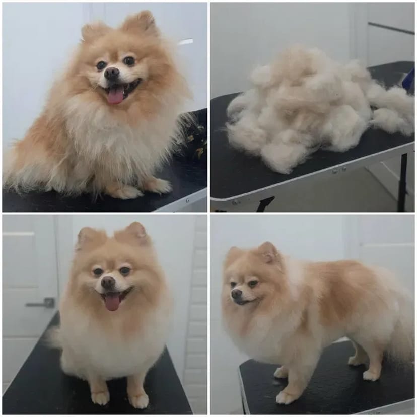 Стрижка собак,кошек,разных пород, не дорого,Борисполь и область