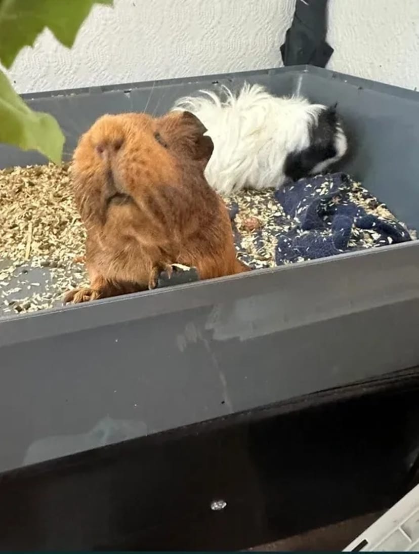 ВАНТАЖОПЕРЕВЕЗЕННЯ Домашній / Квартирний Переїзд - 17 грн/км