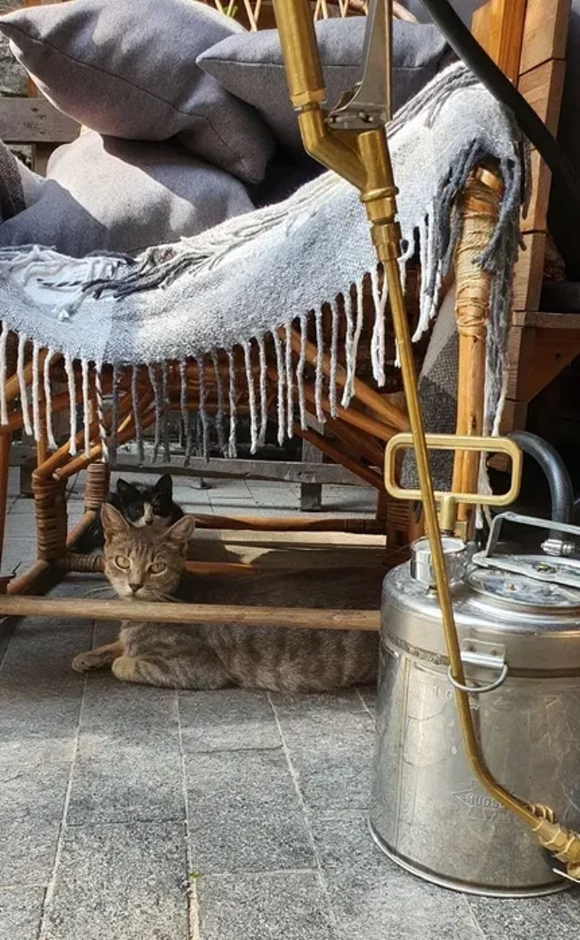 Знищення прусаків, тарганів, клопів бліх та мурах