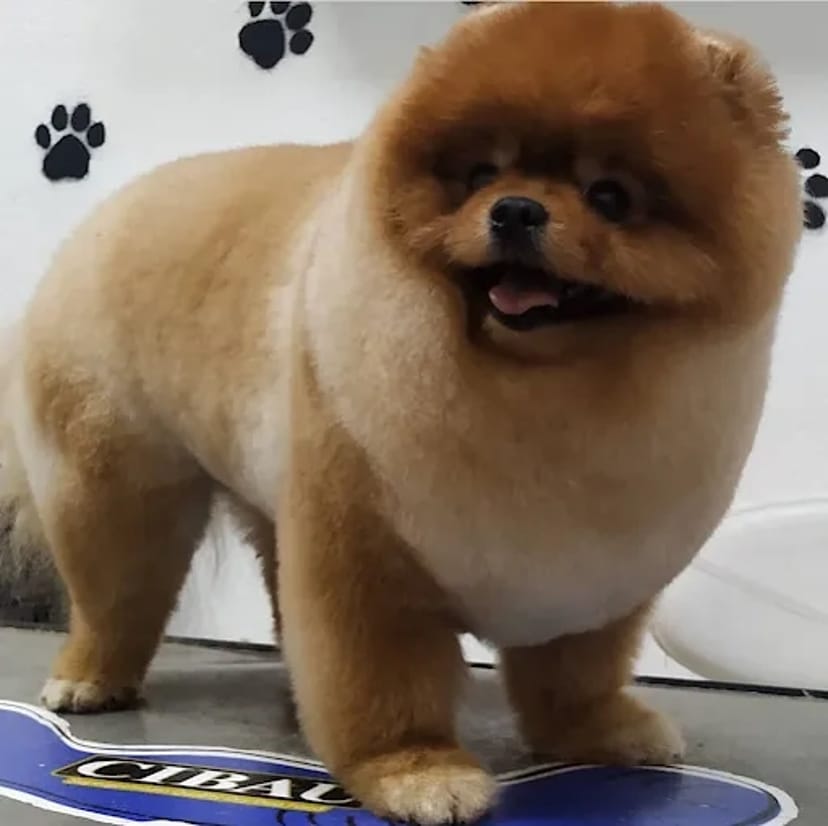 IrisPet , грумінг салон . Стрижка собак, котів. Харьків