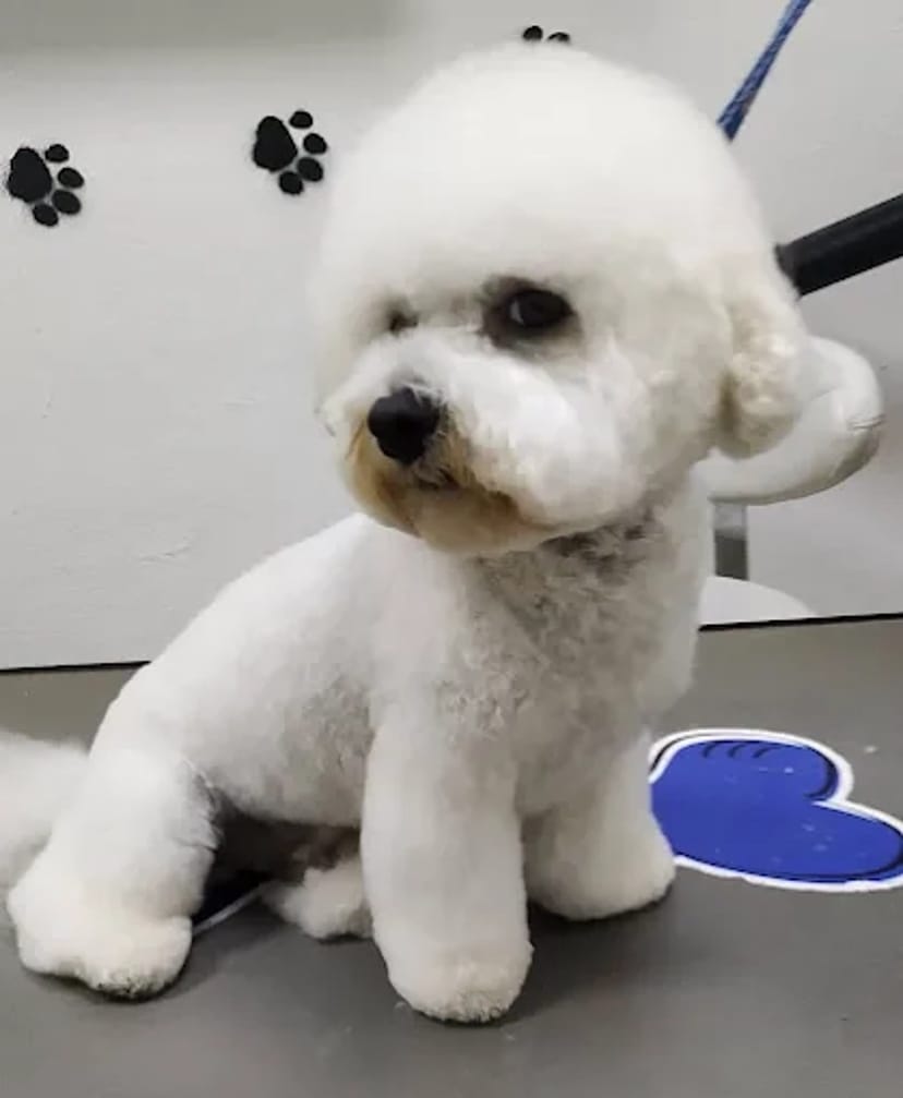 IrisPet , грумінг салон . Стрижка собак, котів. Харьків