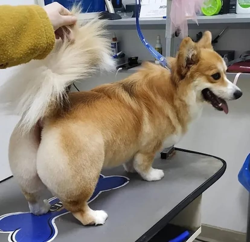 IrisPet , грумінг салон . Стрижка собак, котів. Харьків