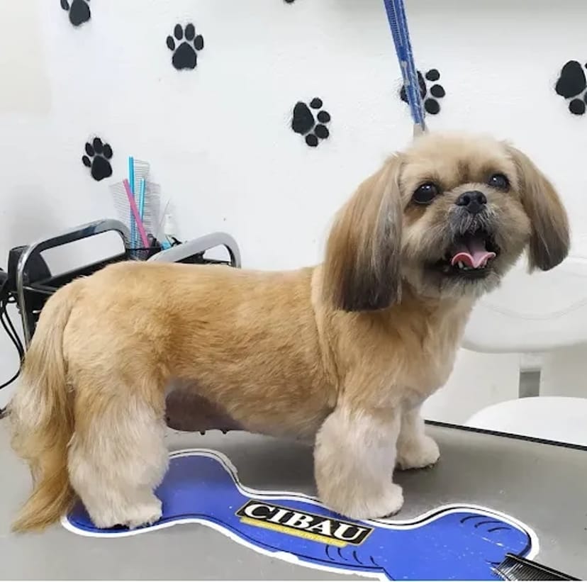 IrisPet , грумінг салон . Стрижка собак, котів. Харьків