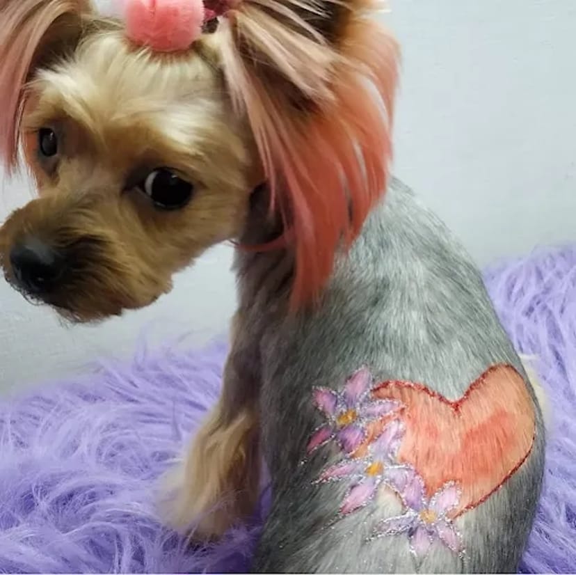 IrisPet , грумінг салон . Стрижка собак, котів. Харьків