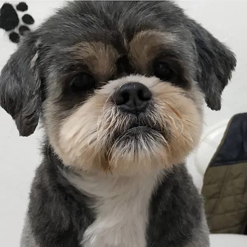 IrisPet , грумінг салон . Стрижка собак, котів. Харьків