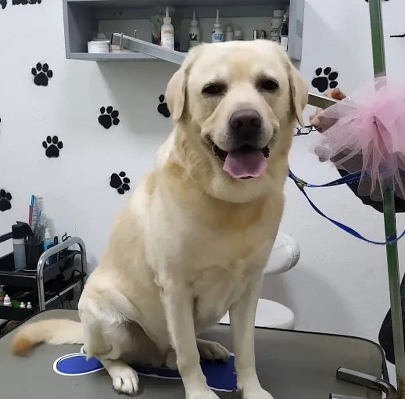 IrisPet , грумінг салон . Стрижка собак, котів. Харьків