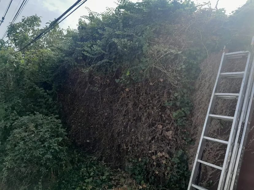 Покіс трави, бур'яну. Прибирання ділянки. Покосити траву. Вивіз сміття