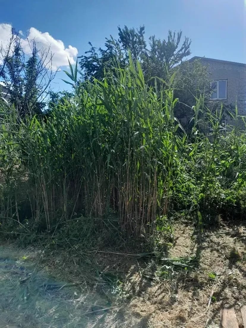 Покіс трави, бур'яну. Прибирання ділянки. Покосити траву. Вивіз сміття