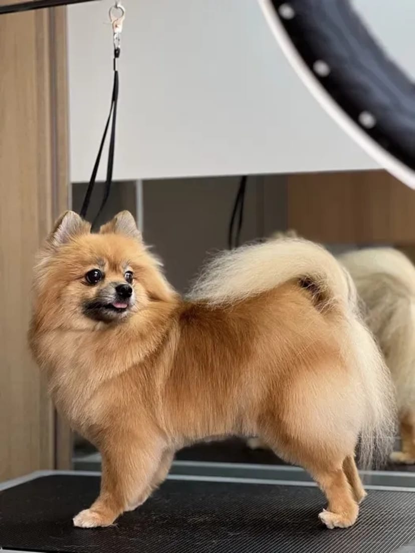 Стрижка собак та котів у грумінг-салоні Royal Groom