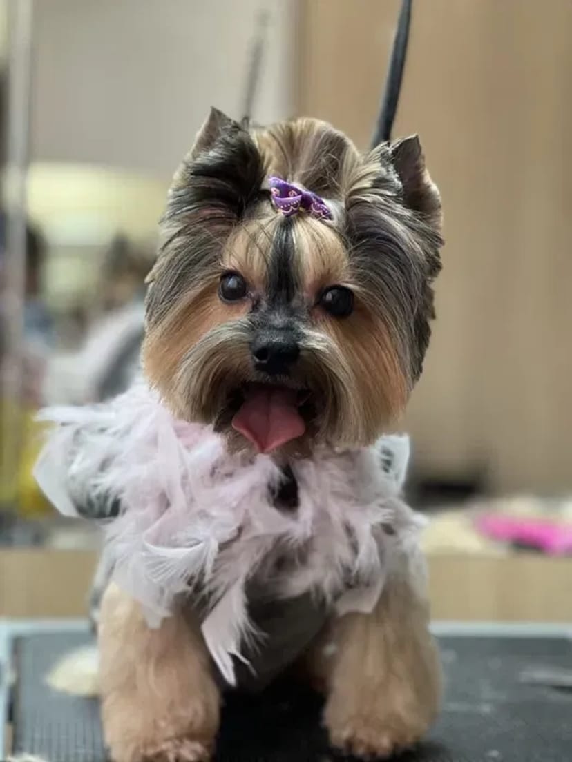 Стрижка собак та котів у грумінг-салоні Royal Groom