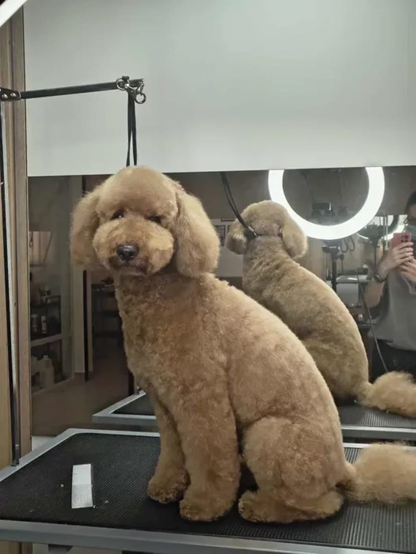 Стрижка собак та котів у грумінг-салоні Royal Groom