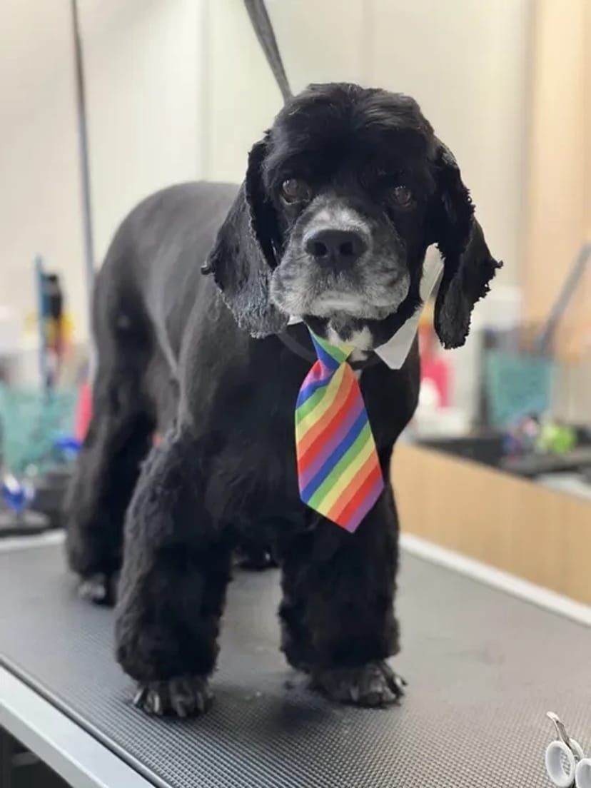 Стрижка собак та котів у грумінг-салоні Royal Groom