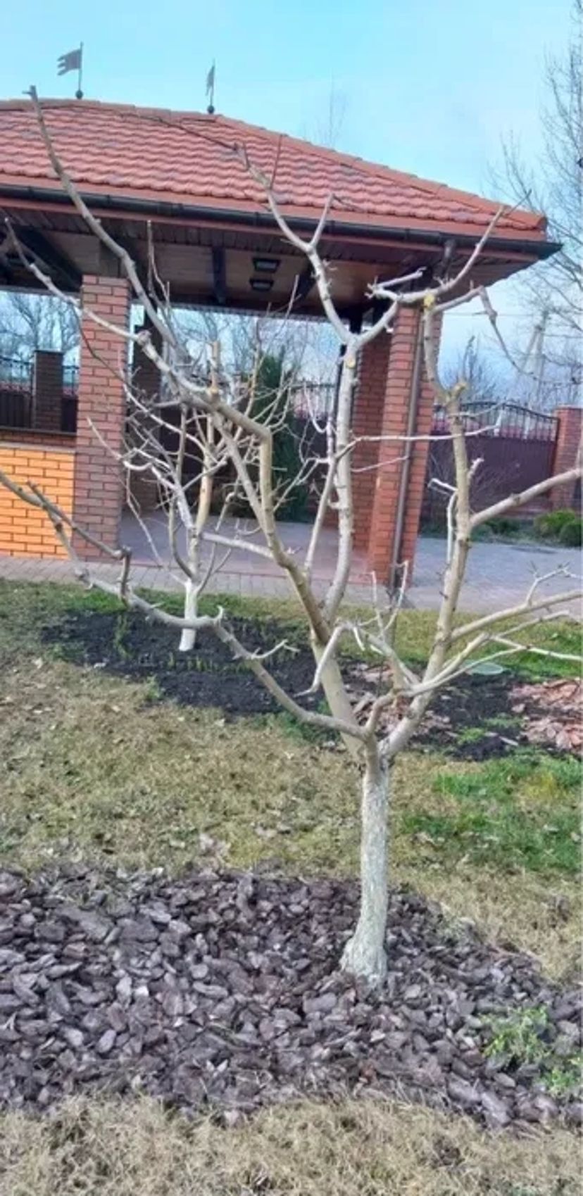 Обрезка плодовых деревьев , спил деревьев , выкорчёвка