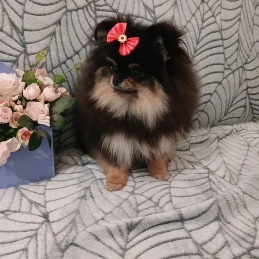 Професійний грумінг домашніх тварин