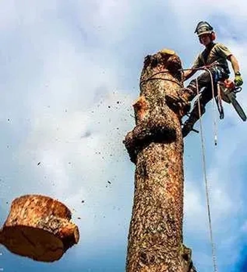 Зрізання дерев без використаня автовишки. Також є дробилка.