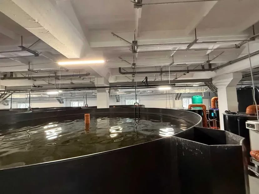 Будівництво УЗВ під ключ — комплексні рішення для рибоводства