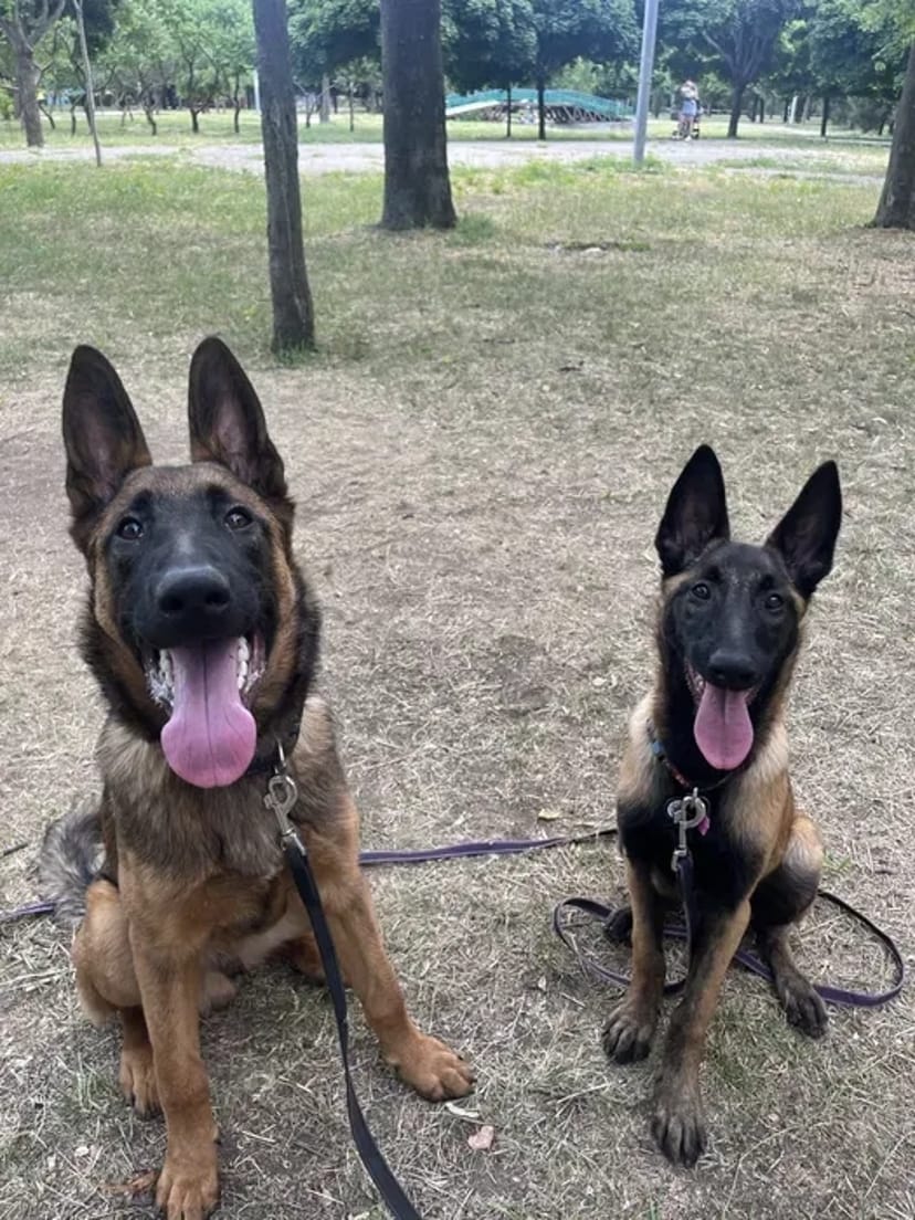 Домашняя Передержка Перетримка Кинолог передержка с дрессировкой