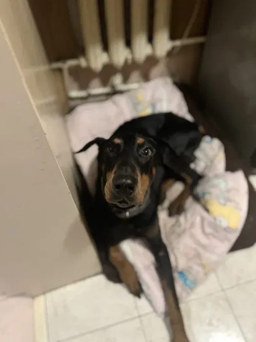 Домашняя Передержка Перетримка Кинолог передержка с дрессировкой