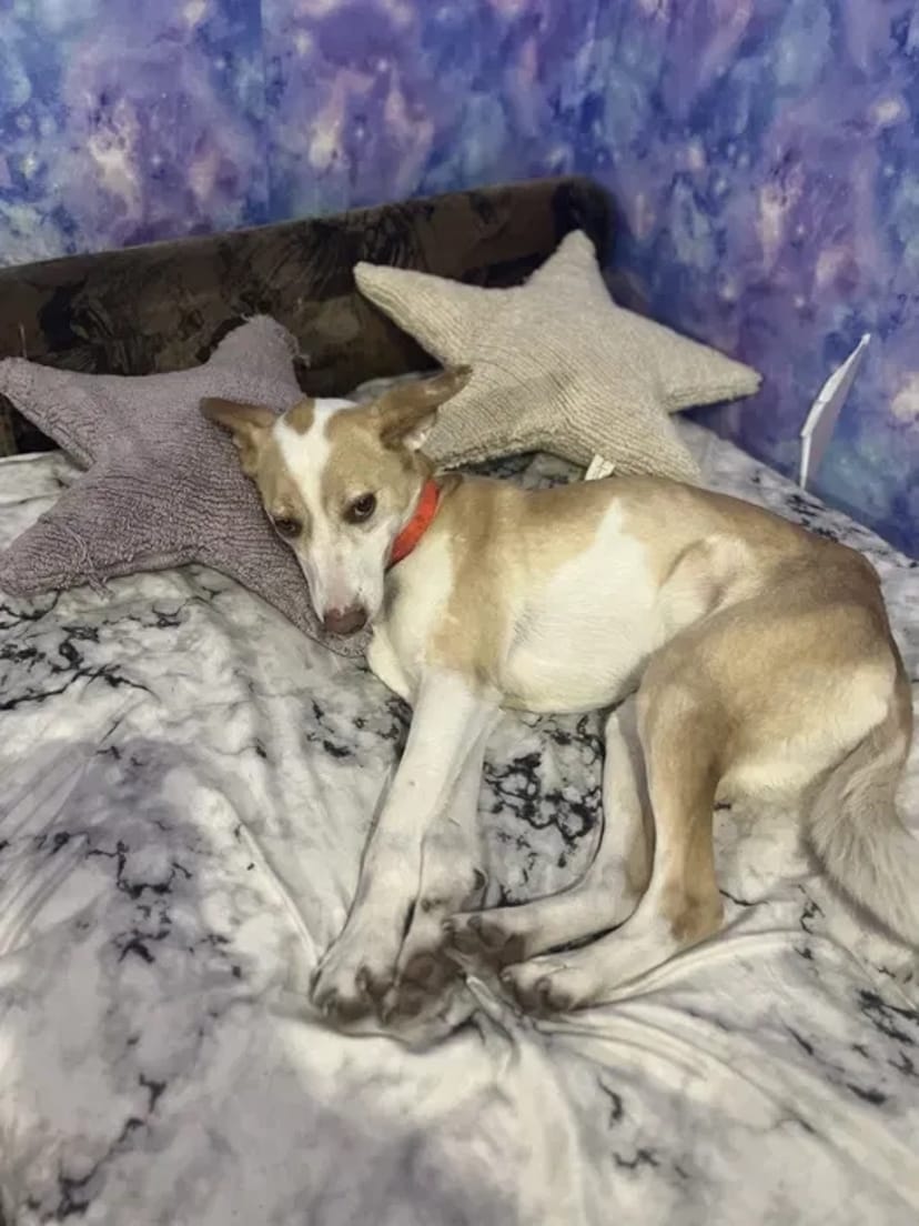 Домашняя Передержка Перетримка Кинолог передержка с дрессировкой