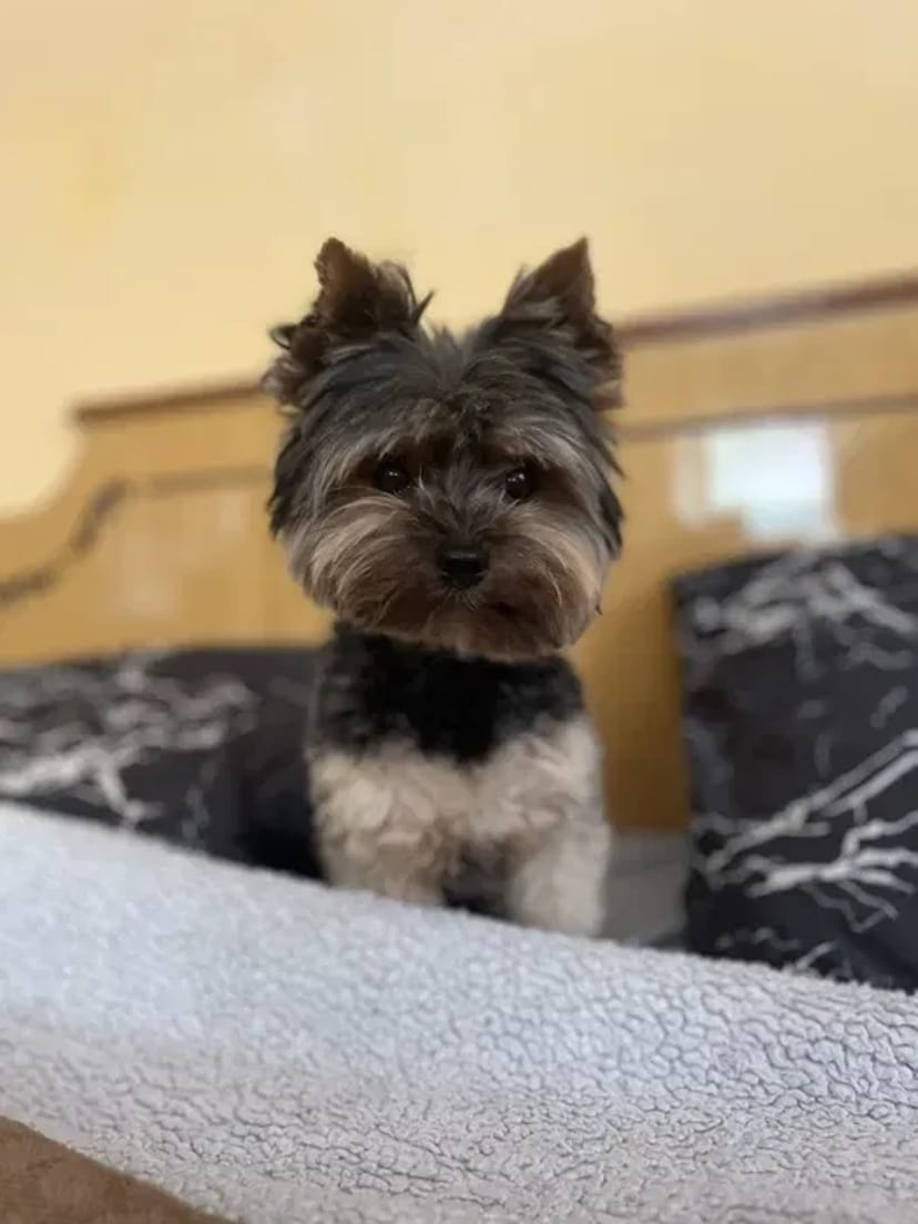 Домашняя Передержка Перетримка Кинолог передержка с дрессировкой