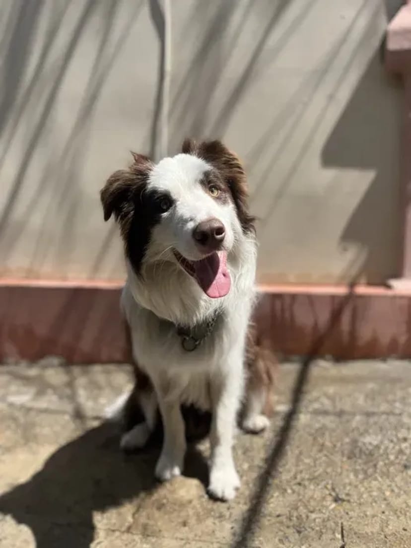 Домашняя Передержка Перетримка Кинолог передержка с дрессировкой