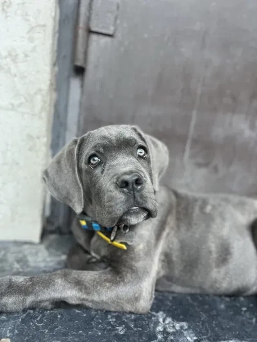 Домашняя Передержка Перетримка Кинолог передержка с дрессировкой