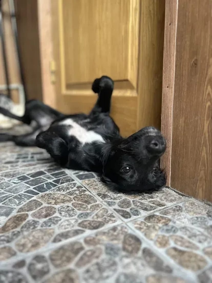 Домашняя Передержка Перетримка Кинолог передержка с дрессировкой