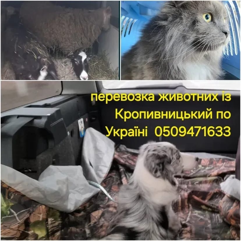 Перевезення тварин по Україні на комфортному авто!
