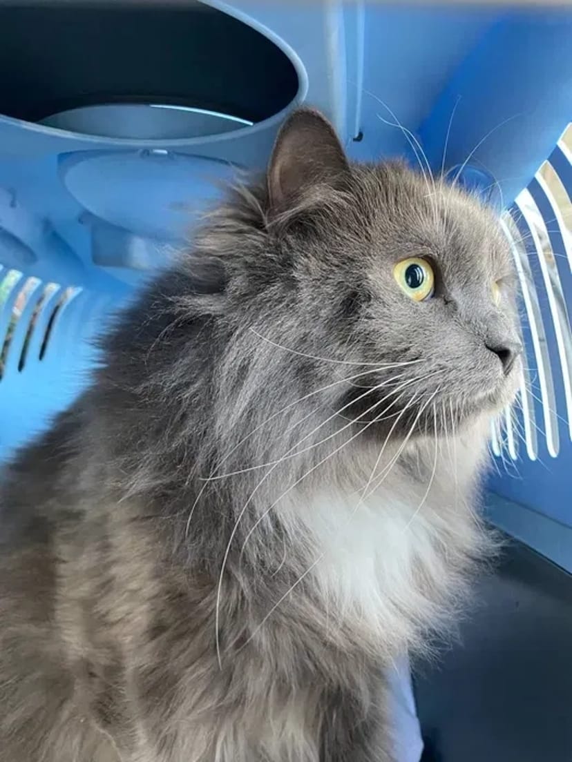 Перевезення тварин по Україні на комфортному авто!