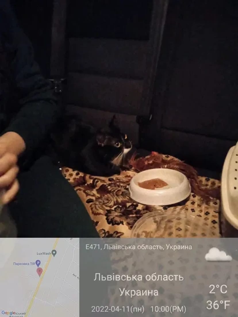 Перевезення тварин по Україні на комфортному авто!