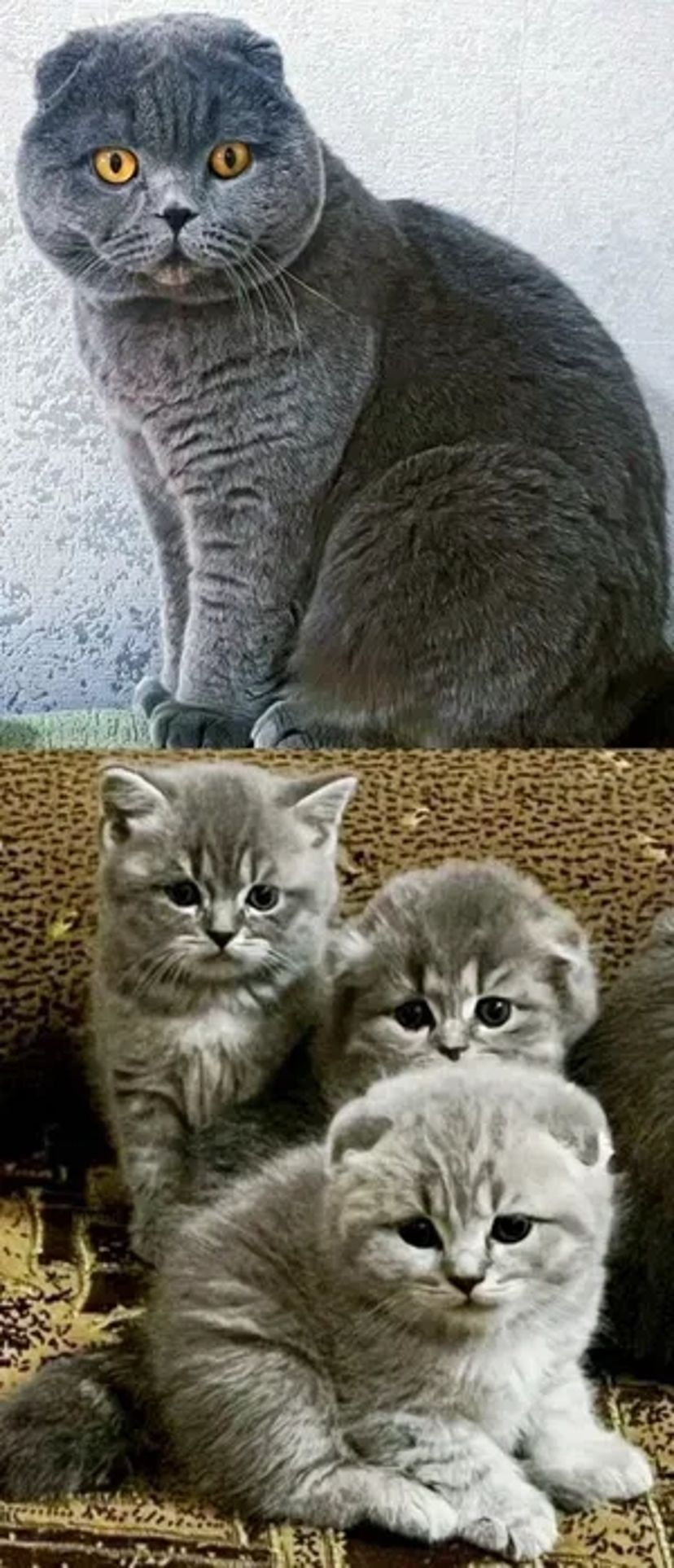 В'язка. Кіт британець.