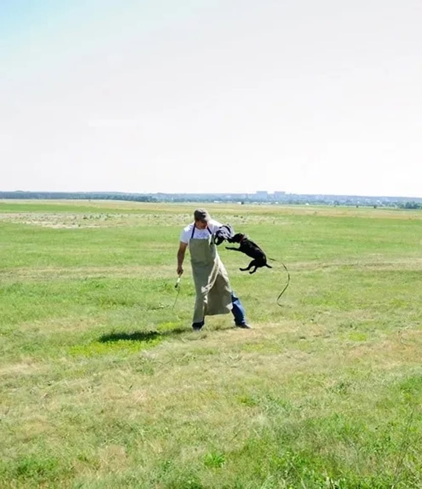 Дресирування собак будь-яких порід — корекція поведінки та навчання