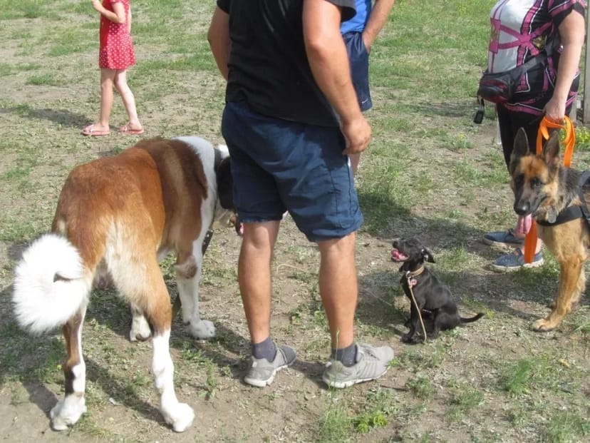 Дресирування собак будь-яких порід — корекція поведінки та навчання