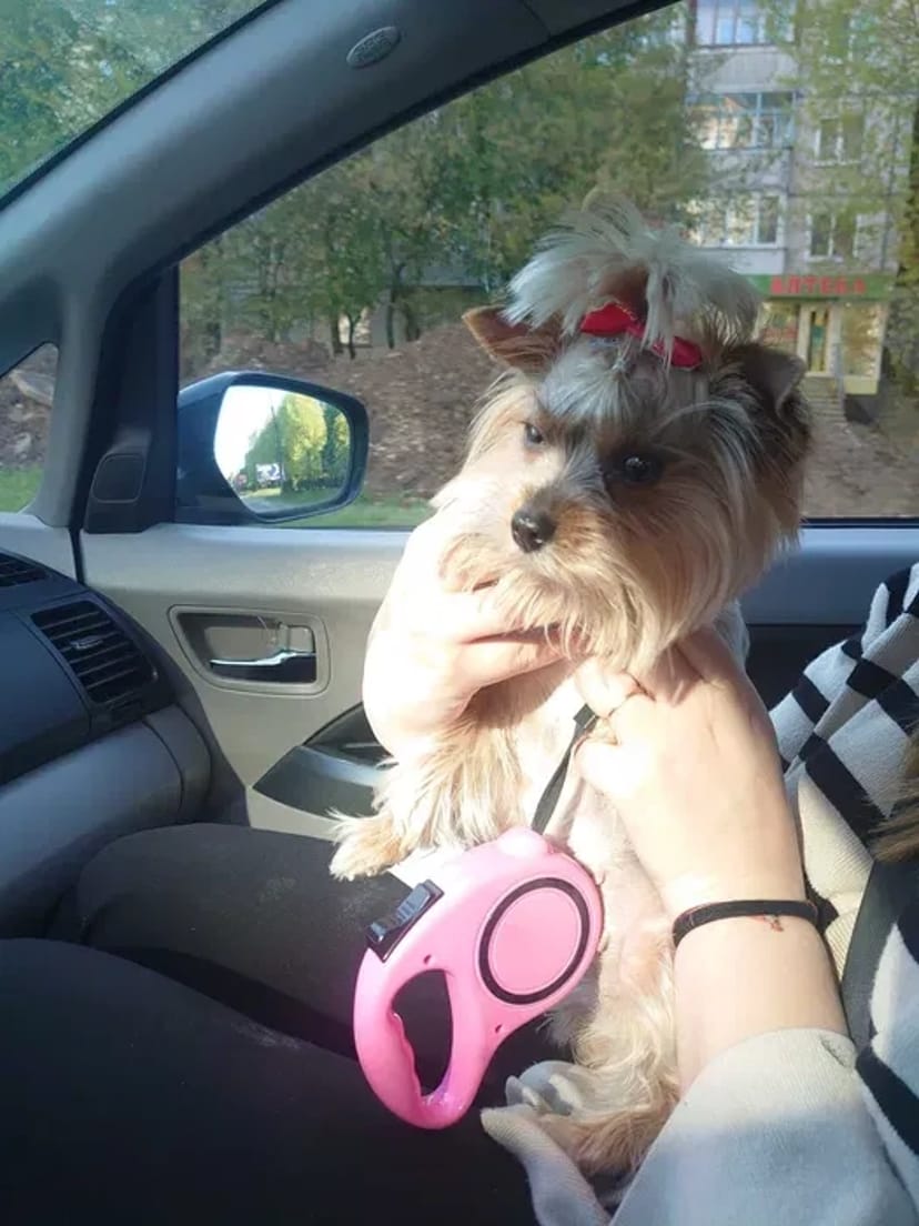 Доставка тварин, Перевезення тварин. Луцьк. Переїзд. Трансфер - 20₴ кілометр