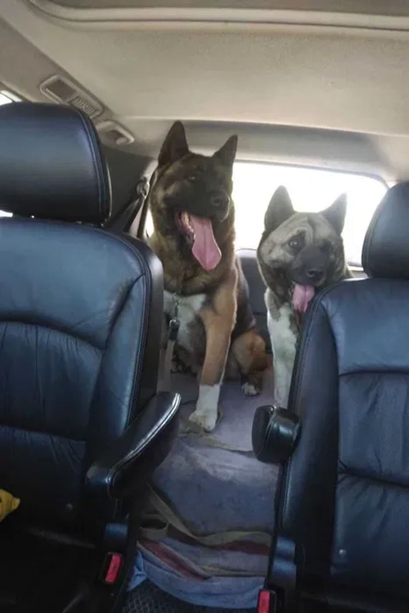 Доставка тварин, Перевезення тварин. Луцьк. Переїзд. Трансфер - 20₴ кілометр