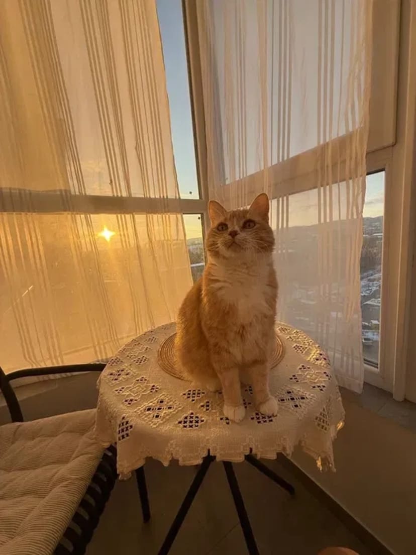 Котоняня у Вінниці: Турбота та любов, поки ви у відпустці —від 300 грн.