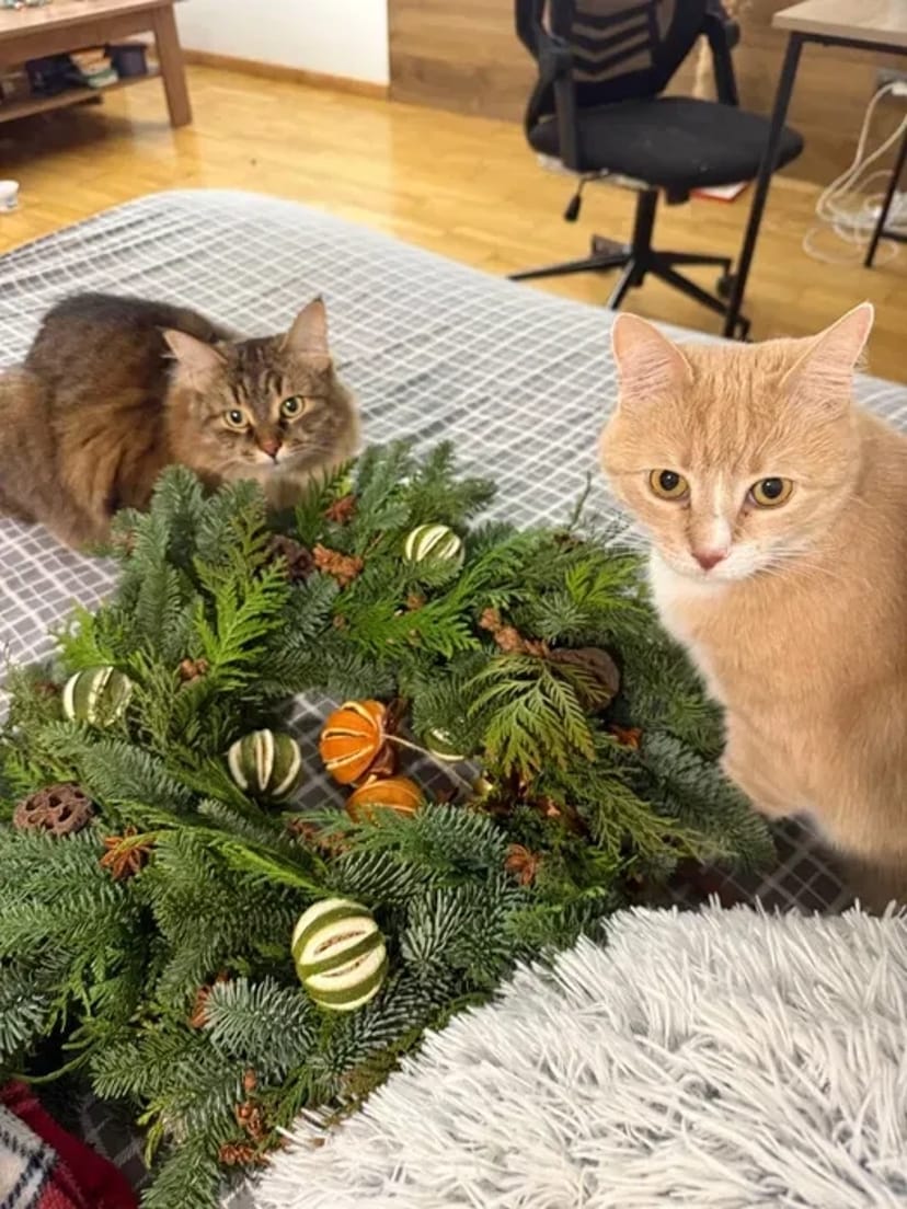 Котоняня у Вінниці: Турбота та любов, поки ви у відпустці —від 300 грн.