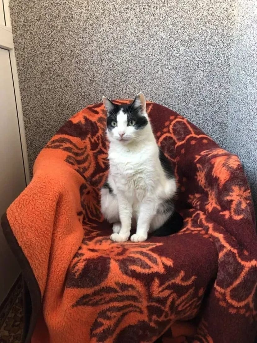 Котоняня у Вінниці: Турбота та любов, поки ви у відпустці —від 300 грн.