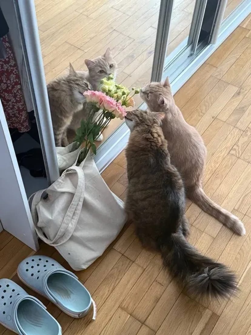 Котоняня у Вінниці: Турбота та любов, поки ви у відпустці —від 300 грн.