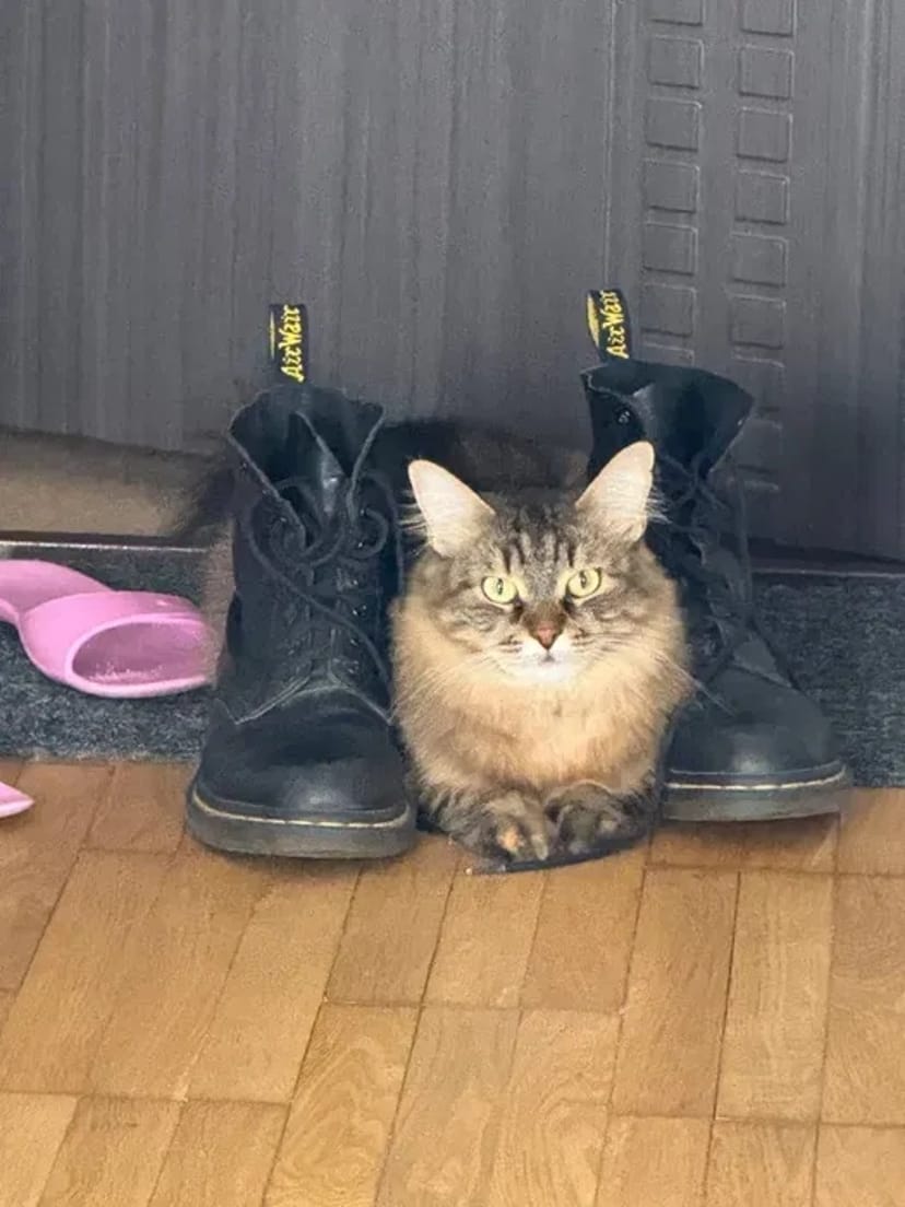 Котоняня у Вінниці: Турбота та любов, поки ви у відпустці —від 300 грн.