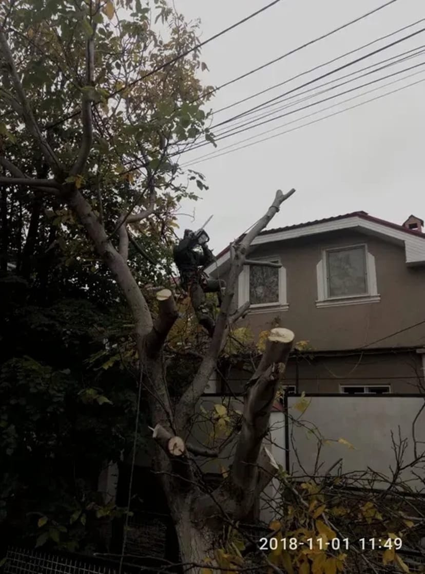 Спил и обрезка деревьев