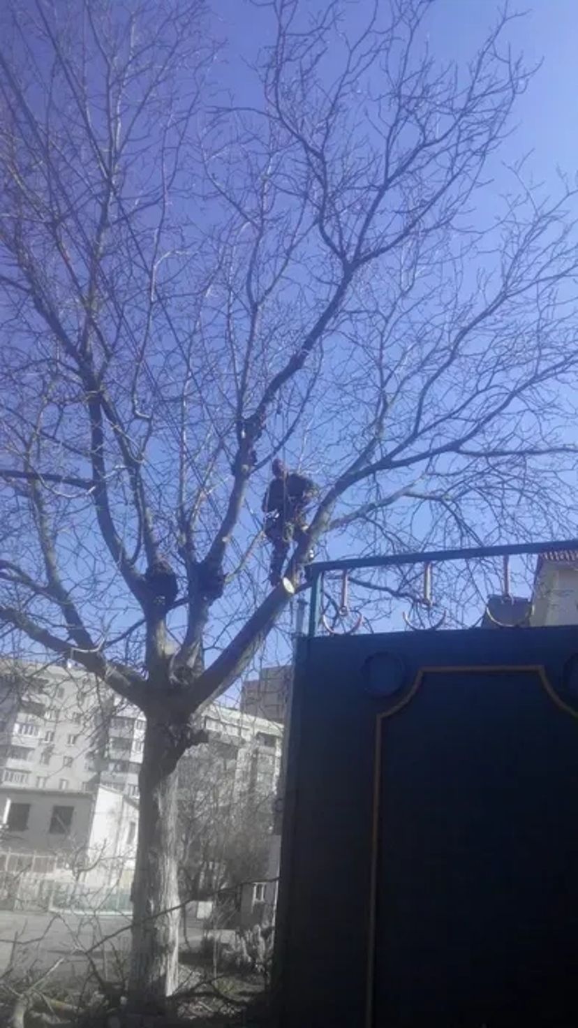 Спил и обрезка деревьев