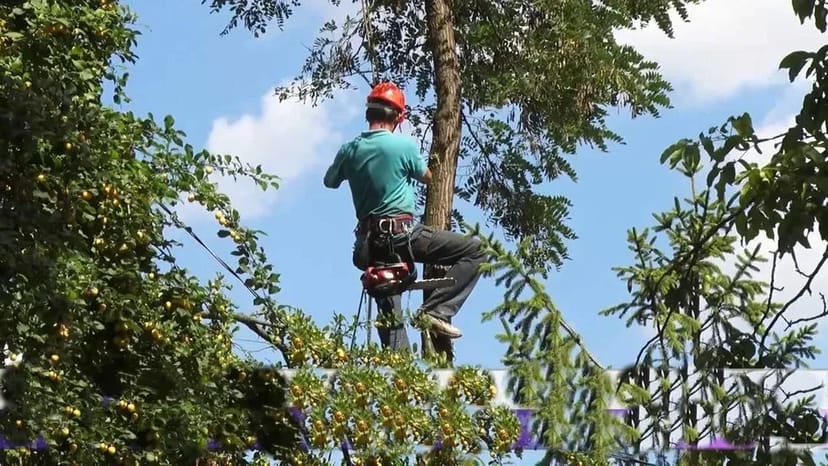 Валка та обрізка дерев (зрізання, спилювання, видалення, кронування)